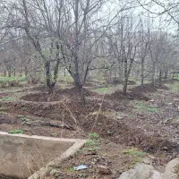 باغ|فروش دفتر صنعتی، کشاورزی، تجاری|کنگاور, |دیوار