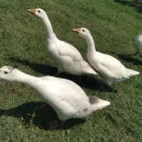 غاز نیمچه محلی و اردک اسرائیلی محلی فروش فوری