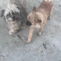 دوعدد سک  بازیگوش