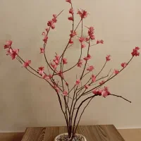 درختچه شکوفه