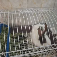خرگوش