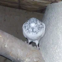 کفتر|پرنده|امیدیه, |دیوار