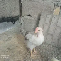 جوجه 70روزه محلی نیمچه حساب میشن