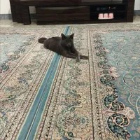 گربه راشن بلو