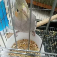 عروس هلندی نر ۳ ماهه