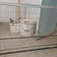 انواع قفس|لوازم جانبی حیوانات|بوئین زهرا, |دیوار