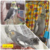فروش عروس هلندی