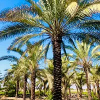 نخل هایی ک به زیبا ترین درختان جهان معروفند|خدمات باغبانی و درختکاری|رشت, فرودگاه سردار جنگل رشت|دیوار