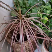 گل و گلدان اپارتمان ۲۳ عدد یکجا|گل و گیاه طبیعی|پردیس, فاز ۳|دیوار