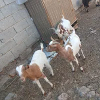 گوسفند بز