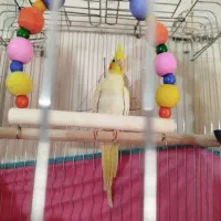 عروس هلندی ماده