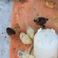 جوجه مرغ