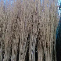 سپیدار و صنوبر ترکی و نیگرا اسرائیلی نهال