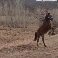 اسب نر یورقه دو ساله