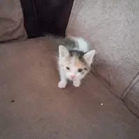 واگذاری رایگان گربه|گربه|کرمان, |دیوار