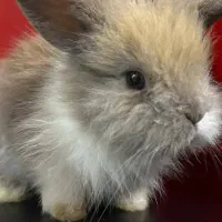 خرگوش لپ شیطون|موش و خرگوش|ساری, |دیوار