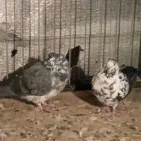 کبوتر غریب|پرنده|زنجان, |دیوار