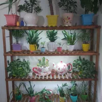 استند گل با نور مخفی