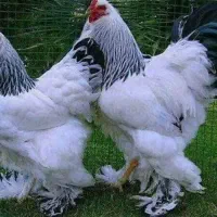 جوجه برهما لایت یک‌ماهه