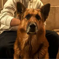 ژرمن اصیل جهت کشش