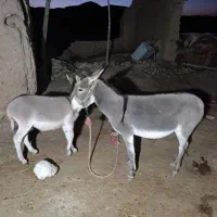 الاغ خر
