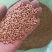 لوبیاقرمز کیلویی ۱۰۰تومان چیتی ۲۰۰عدس ۱۰۰نخود۱۱۰|خوردنی و آشامیدنی|پاکدشت, پاکدشت (مامازند)|دیوار