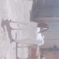چها تاگیسه اوست با دتا چپش