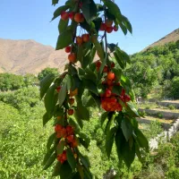 باغچه-ای-لواسان-برگجهان