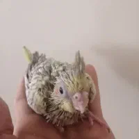 عروس هلندی|پرنده|تهران, والفجر (افسریه)|دیوار