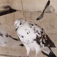 کفتر پرشی|پرنده|مشکین‌دشت, |دیوار