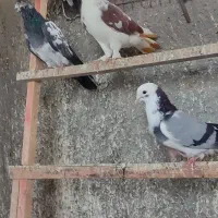 کبوتر پرشتی