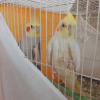یک جفت عروس هلندی مولد