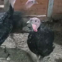 بوقلمون