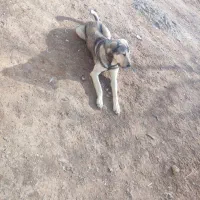 عراقی 14ماهه