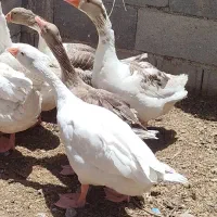 فروش غاز