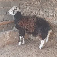 بره قوچ قزل افشاری