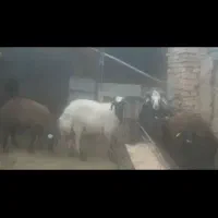 قوچ‌افشاری