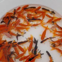 فروش انواع ماهی قرمزگلفیش ارسال به سراسر شهرستانها