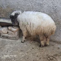 بره ماده|حیوانات مزرعه|شباب, |دیوار