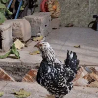 مرغ وخروس گلین|حیوانات مزرعه|خمینی‌شهر, |دیوار