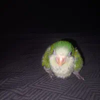 ۲ عدد جوجه سرلاکی راهب کاملا سالم