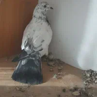 کبوتر|پرنده|ابهر, |دیوار