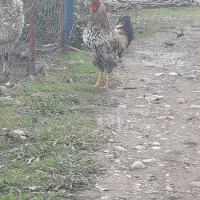 فروش خروس و غاز|حیوانات مزرعه|لیسار, |دیوار