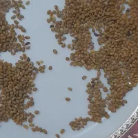 بذر یونجه ماپا|گل و گیاه طبیعی|شیراز, داریون|دیوار