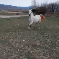 مادیون کرد|اسب و تجهیزات اسب‌سواری|الوند, |دیوار