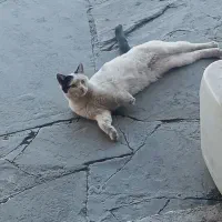 واگذاری گربه