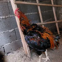 خروس لاری|حیوانات مزرعه|رشت, شهرک احمد خمینی|دیوار