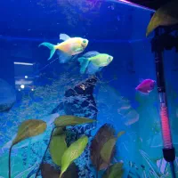 ماهی کالر و کپی