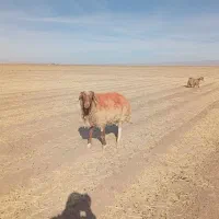 گوسفند|حیوانات مزرعه|نیمبلوک, |دیوار