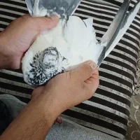 دوعدد ماده کله دم سبز